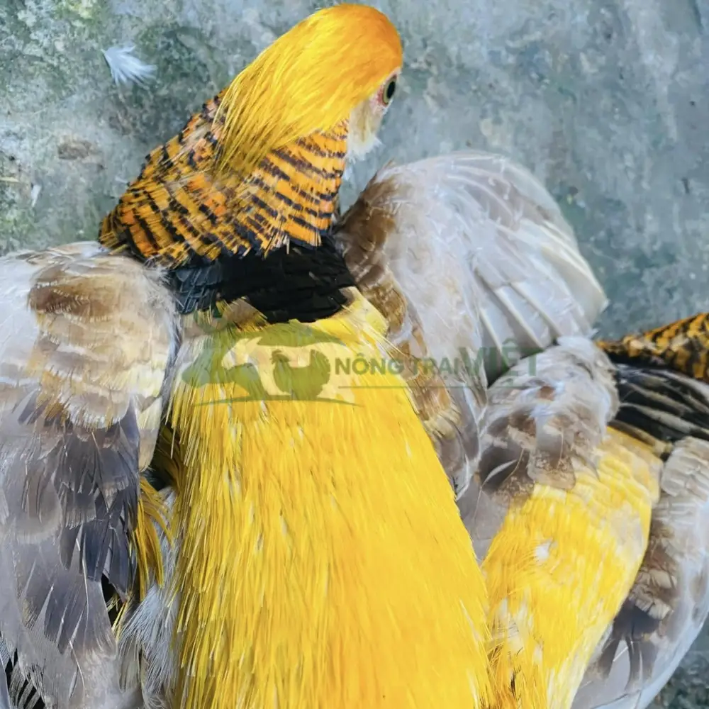 Chim trĩ 7 màu vàng