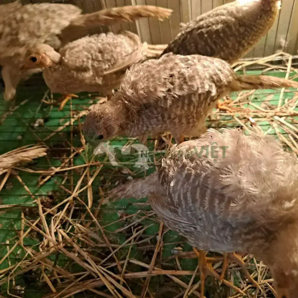 Chim trĩ 7 màu vàng