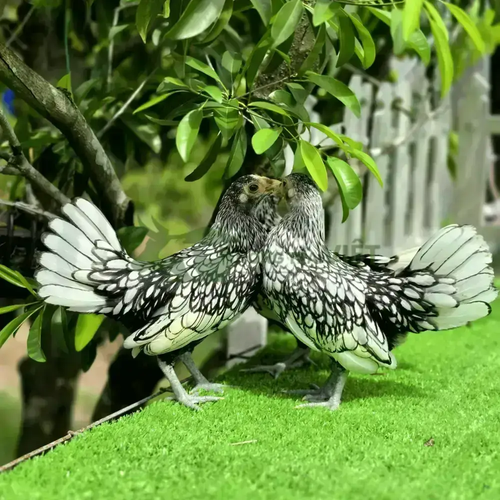 Gà vảy cá
