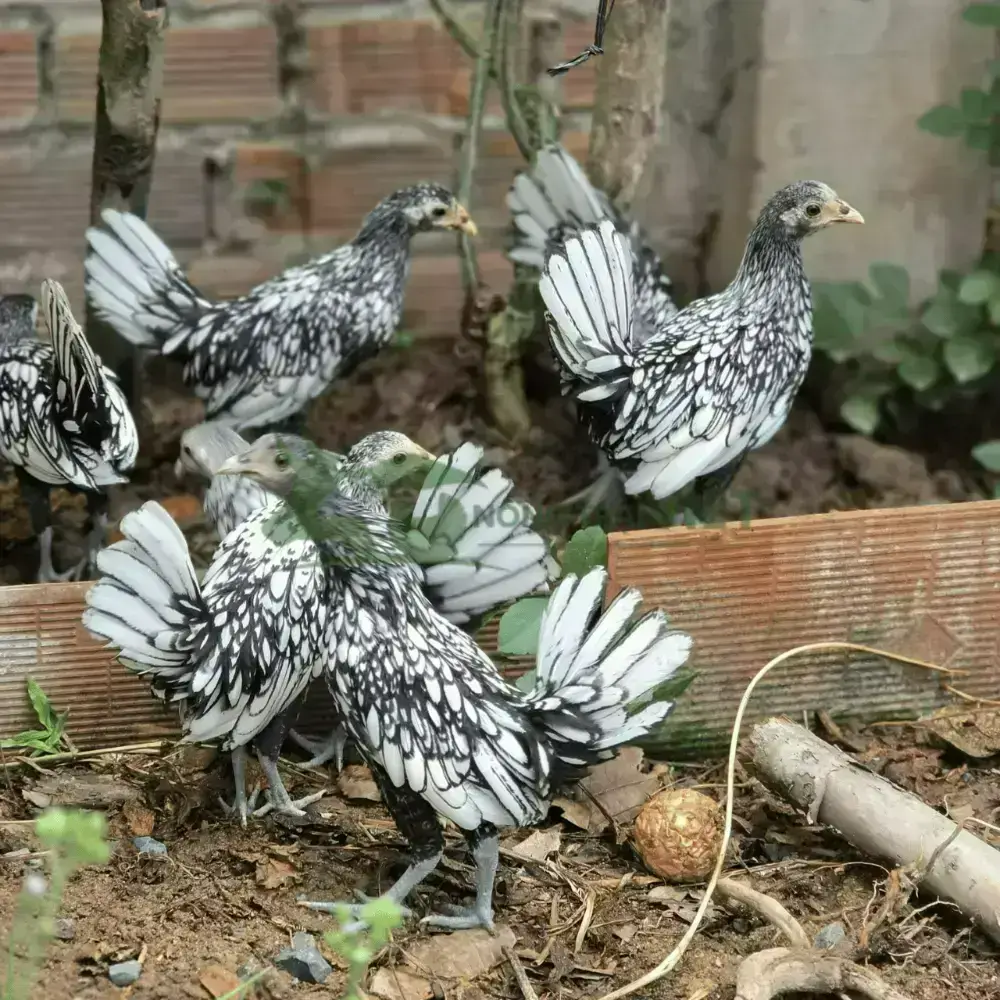 Gà vảy cá