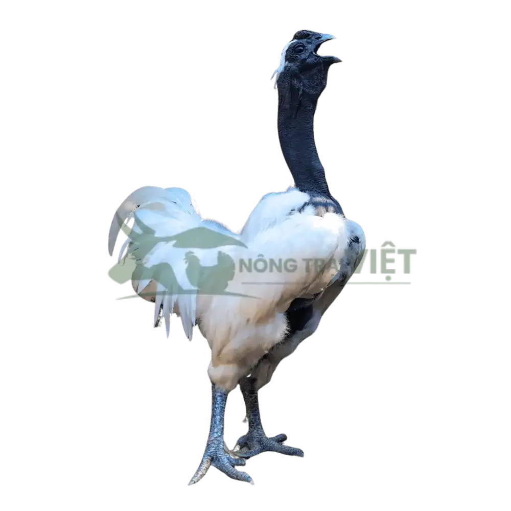 Gà Cổ Trọc Mongolia