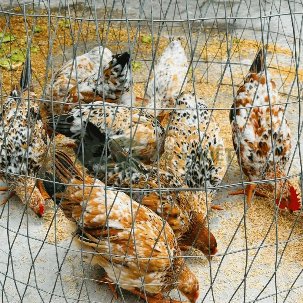 Gà Ri Hoa Mơ