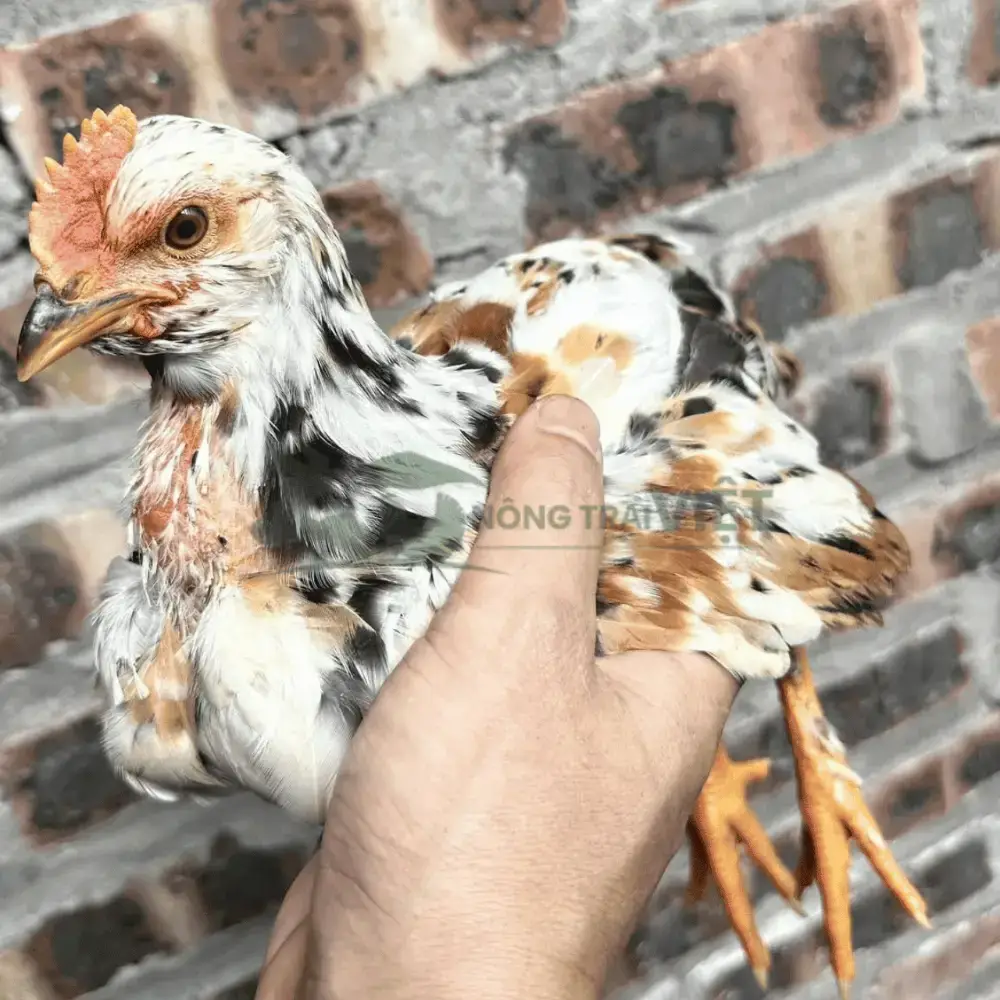 Gà Ri Hoa Mơ