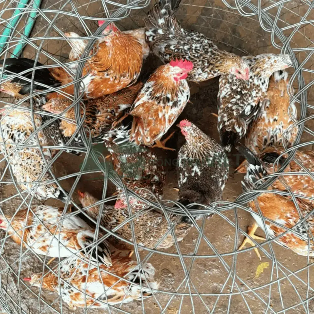 Gà Ri Hoa Mơ