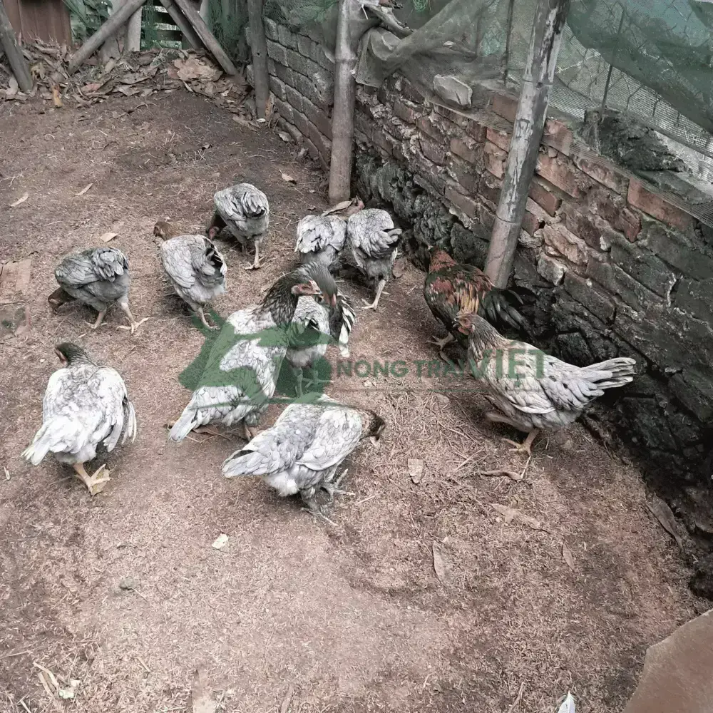 Gà Lai Chọi Xám Đá