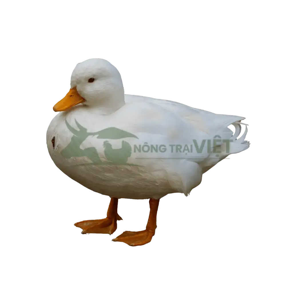 Vịt Call Duck