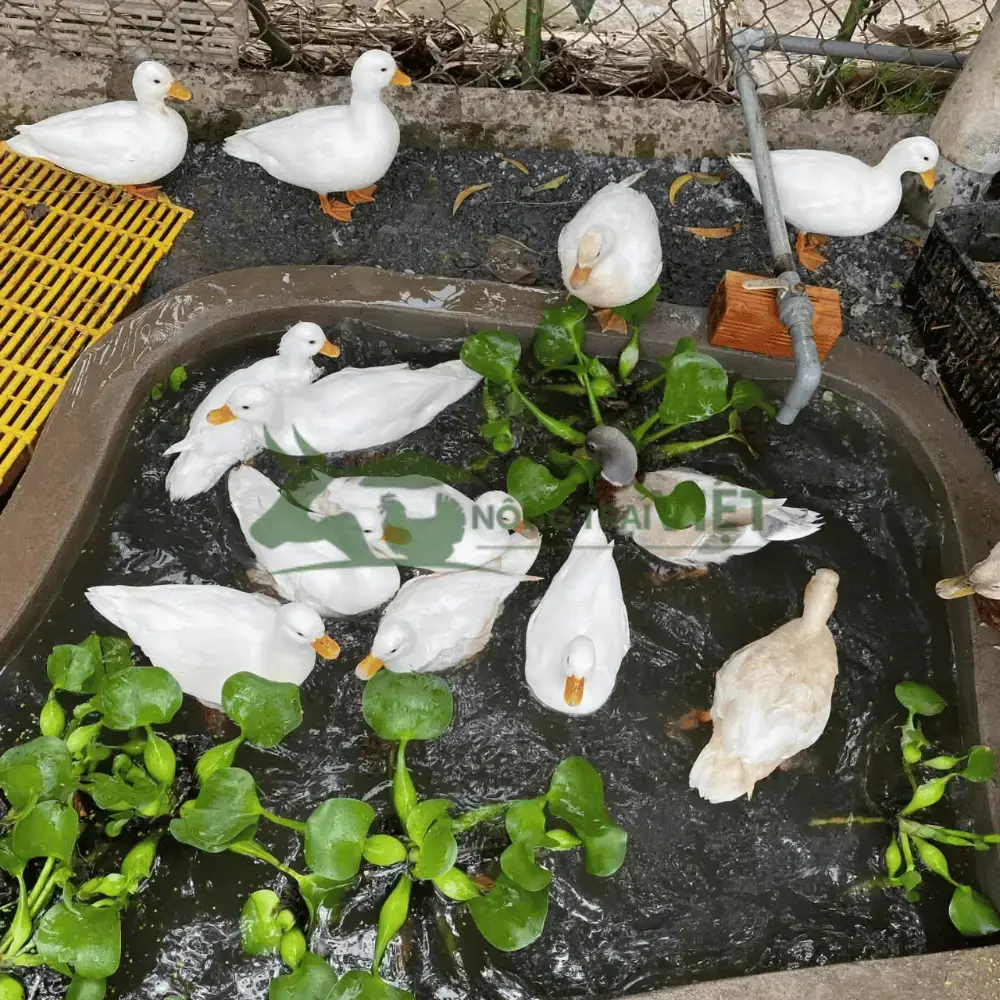 Vịt Call Duck