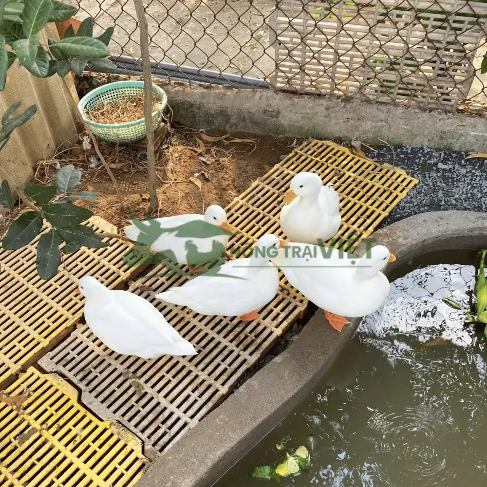 Vịt Call Duck