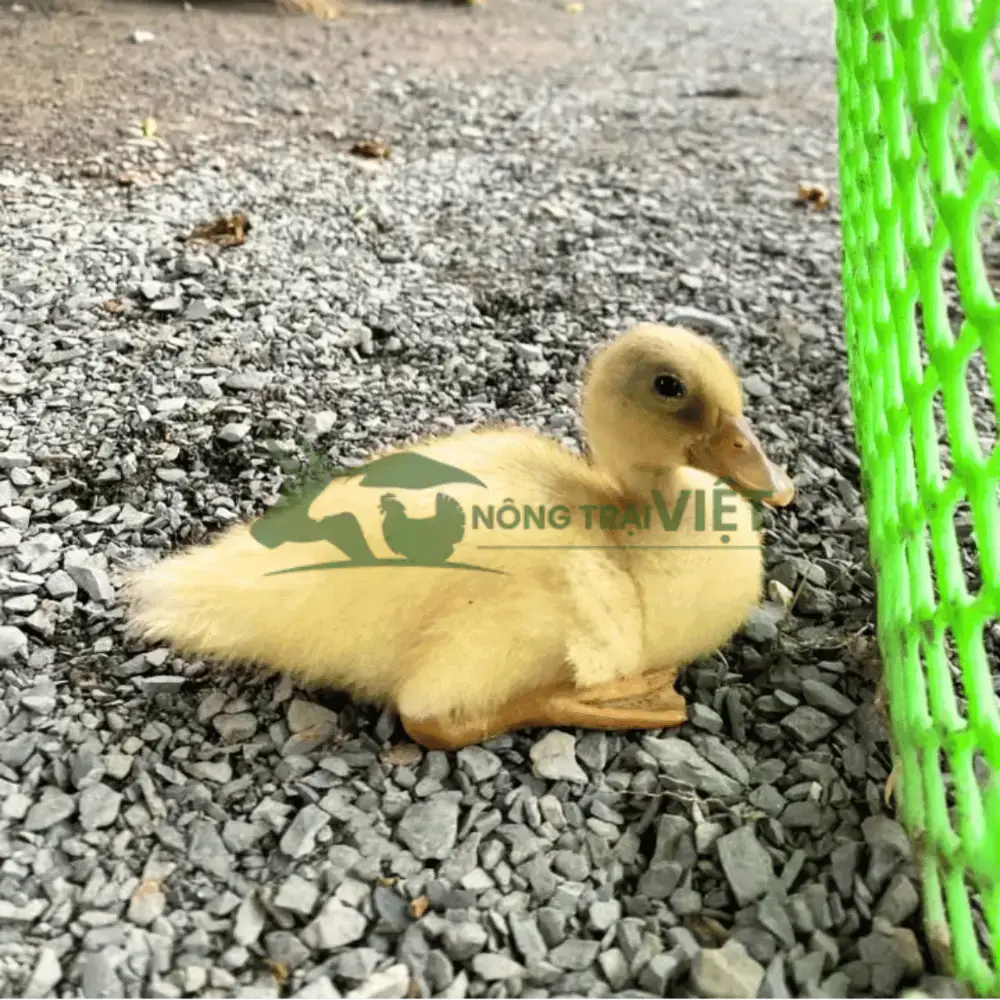 Vịt Call Duck