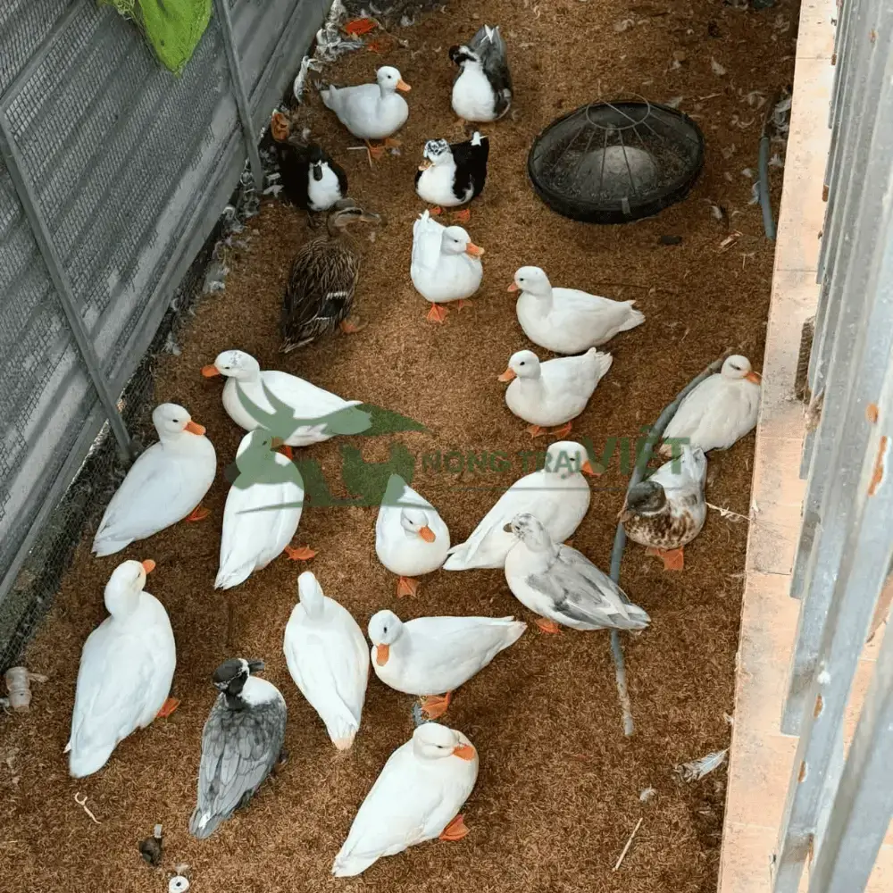 Vịt Call Duck