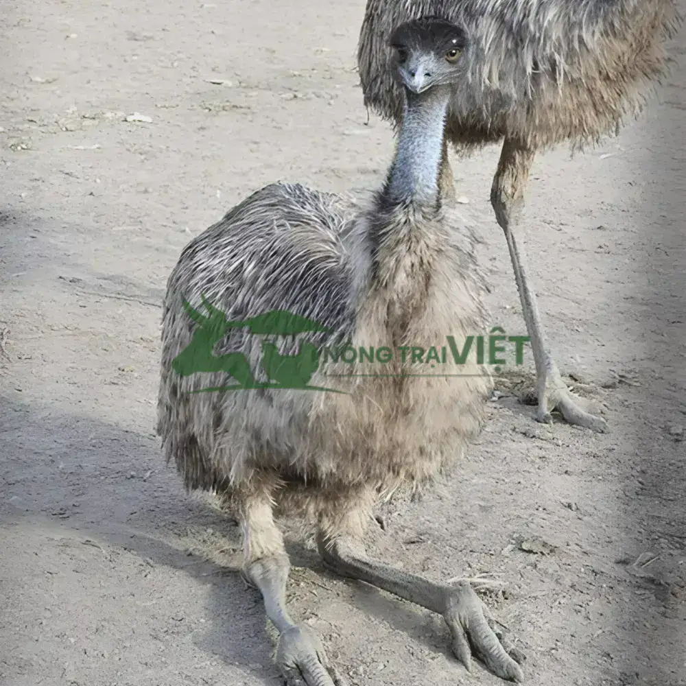 Đà Điểu Emu