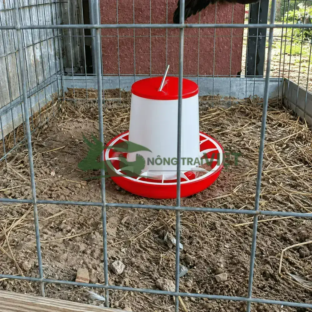 Máng ăn cho gà con 1 tháng tuổi