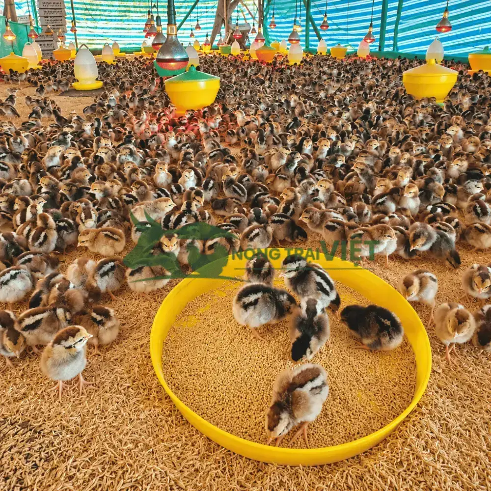 Mâm/Khay tập ăn cho gà con
