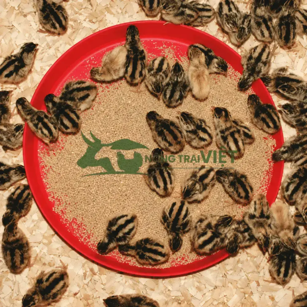 Mâm/Khay tập ăn cho gà con