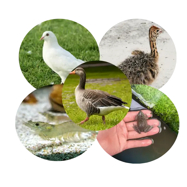 Các loại khác