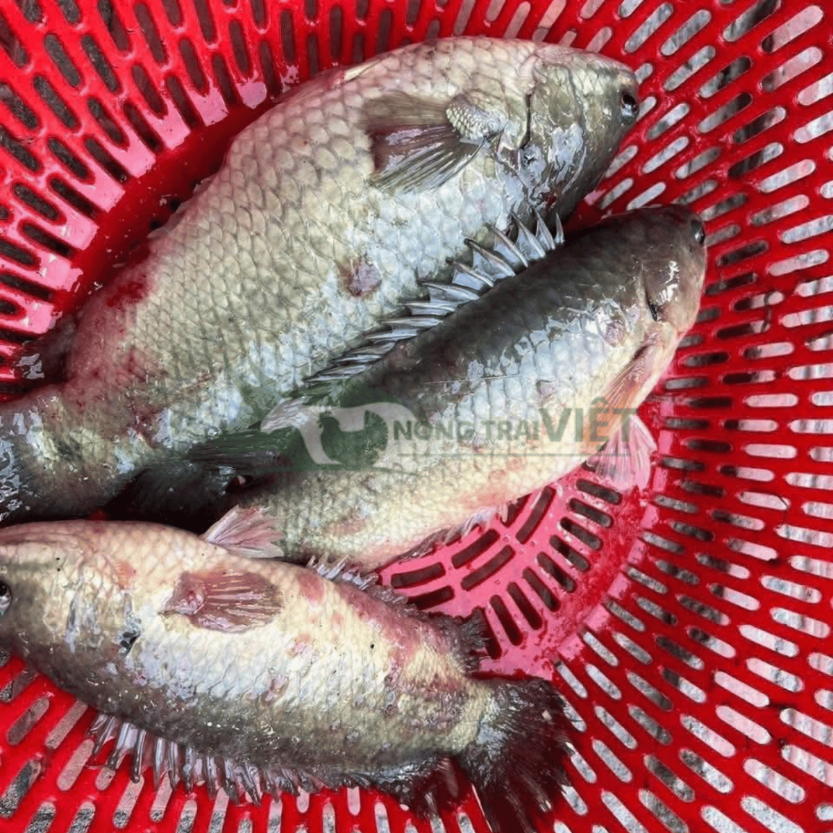 Biểu hiện cá ngứa ngáy cạ mình do trùng quả dưa