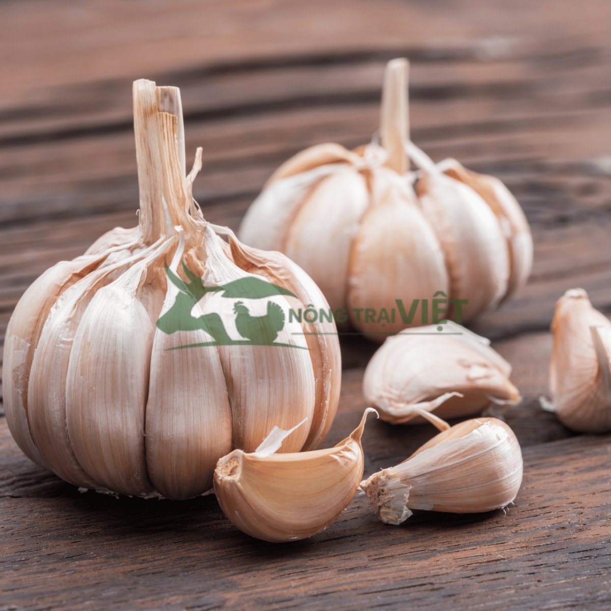 Giải pháp chăn nuôi an toàn sinh học bằng men tỏi