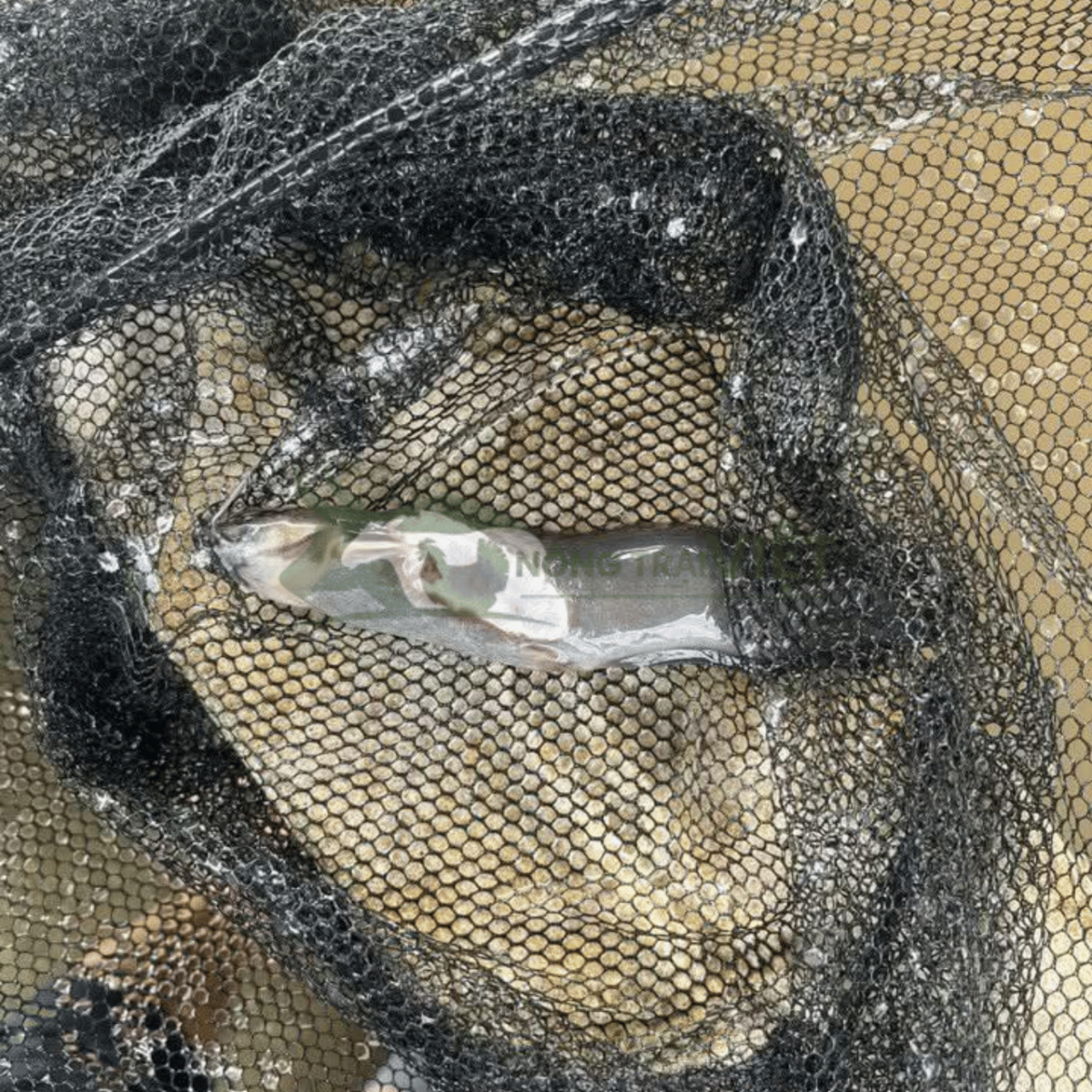 Dấu hiệu bệnh trùng quả dưa đốm trắng trên cá