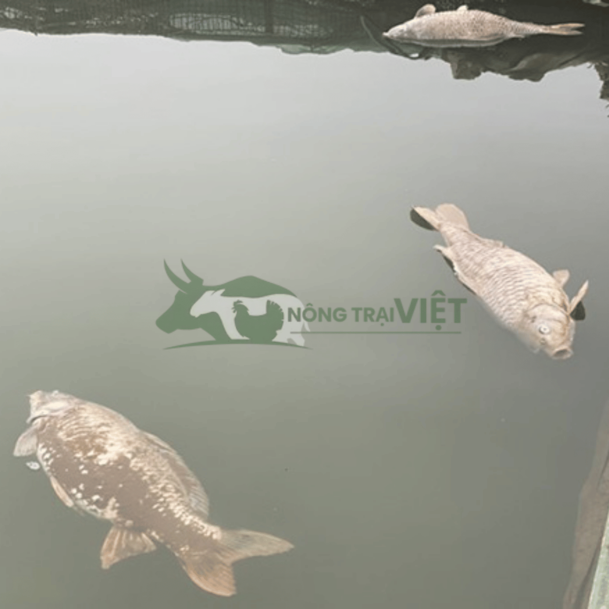 Hiện tượng cá nổi đầu ngáp nước do ngộ độc khí độc và thiếu oxy