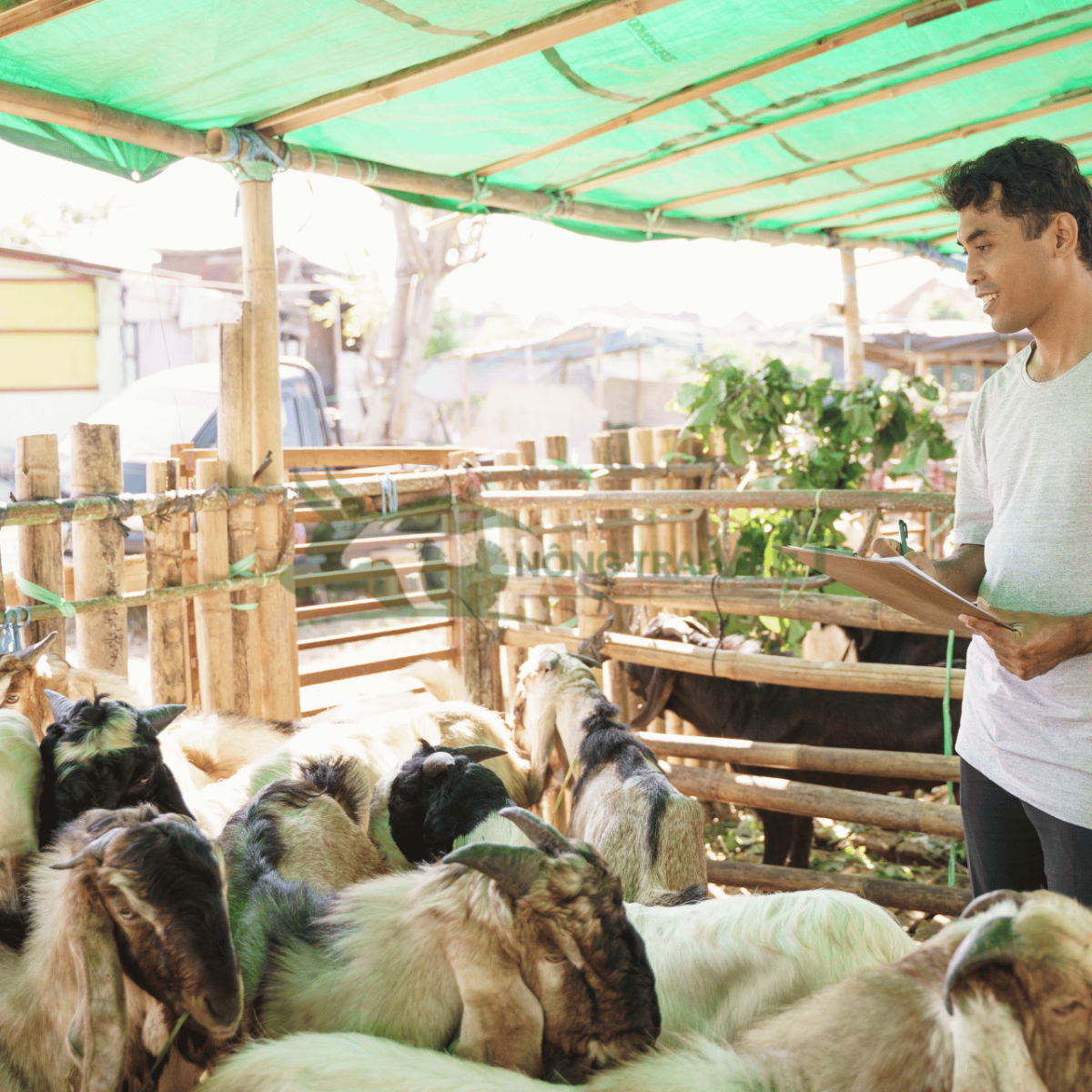 Tẩy giun sán và kiểm tra sức khỏe dê trước khi tiêm