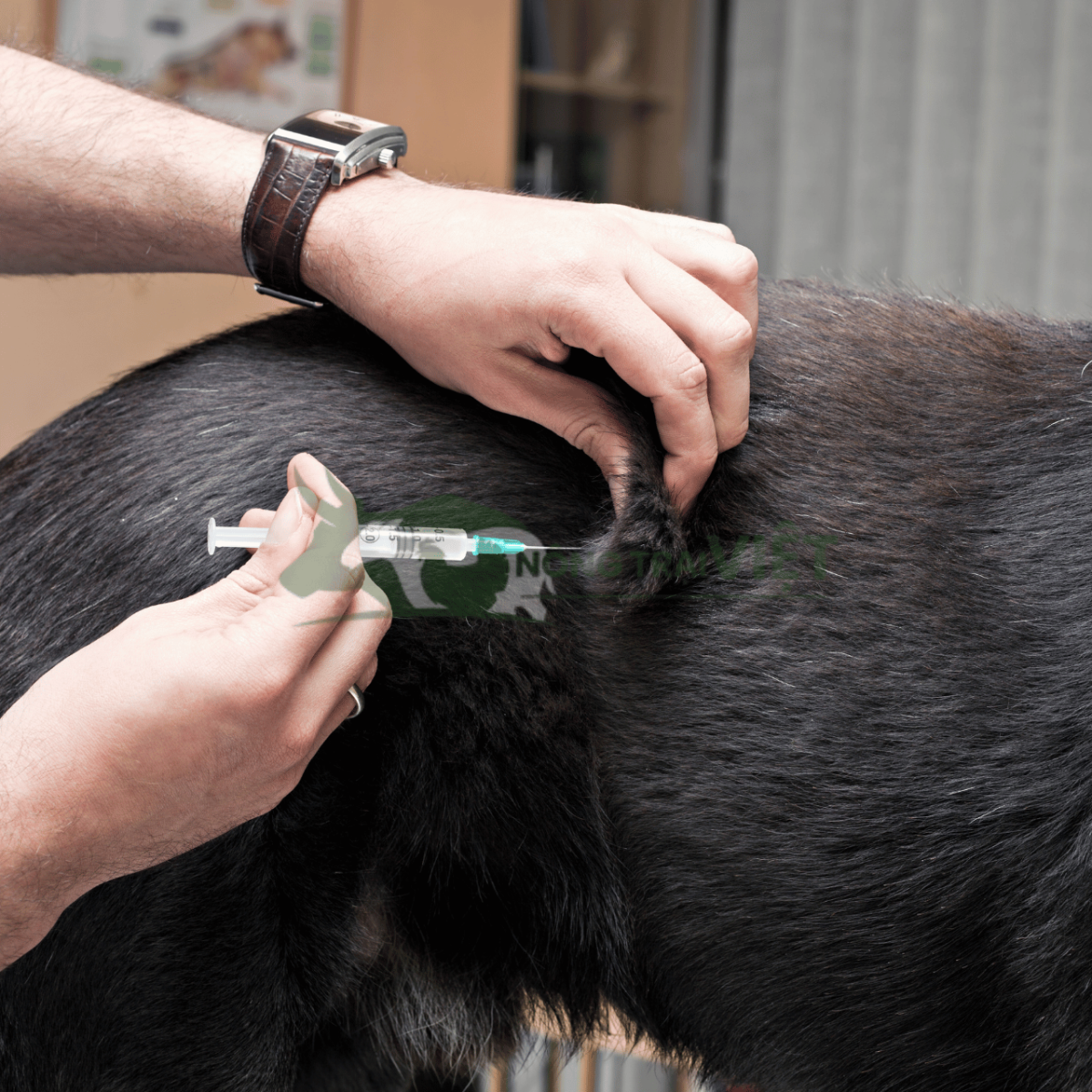 Kỹ thuật tiêm vaccine cho dê an toàn, đúng vị trí