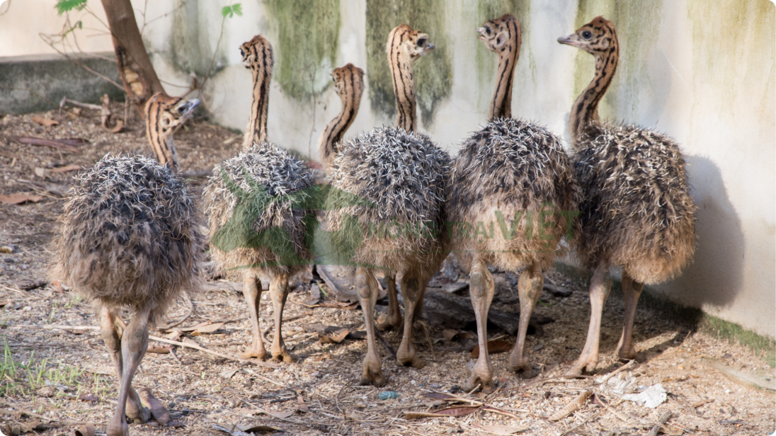 Đà điểu giống 1 tháng tuổi