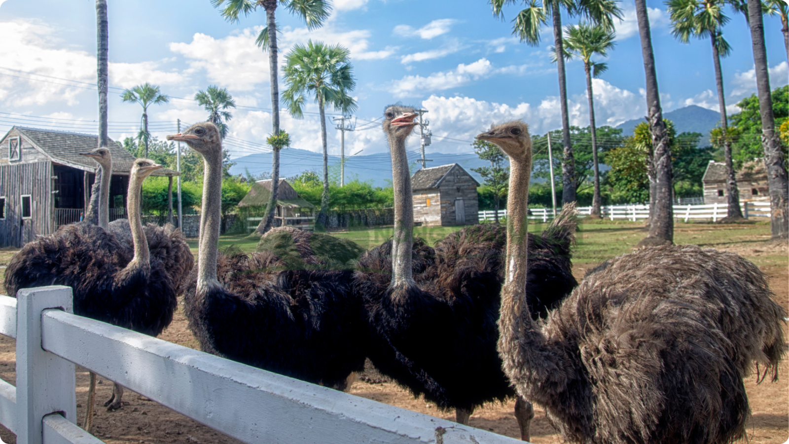 Mô hình nuôi đà điểu thương phẩm