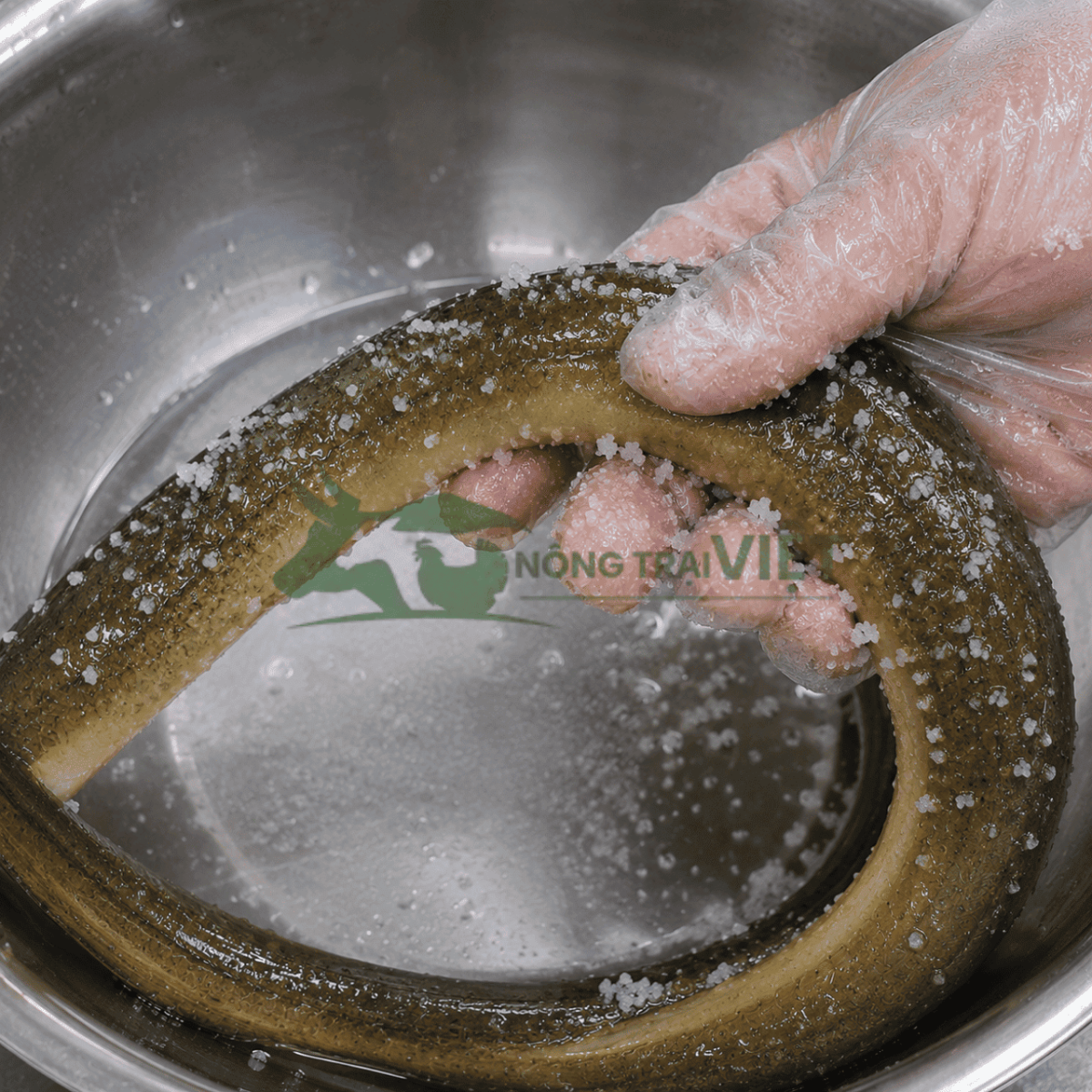 Làm sạch nhớt lươn trước khi chế biến