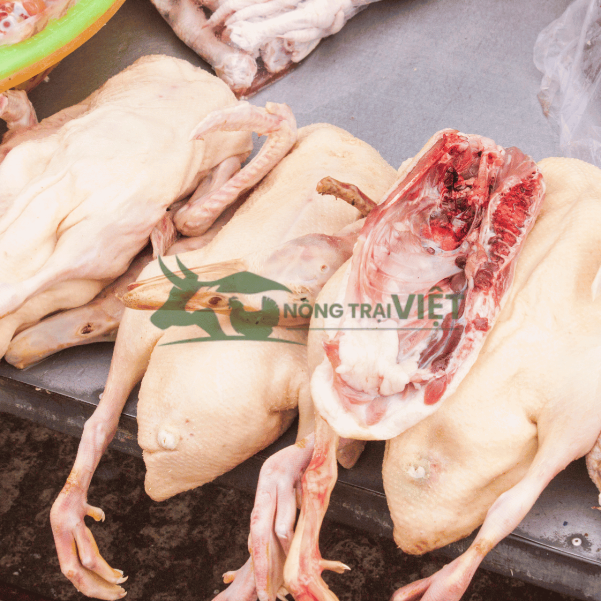 Sơ chế thịt ngỗng đúng cách để món ăn thơm ngon hơn