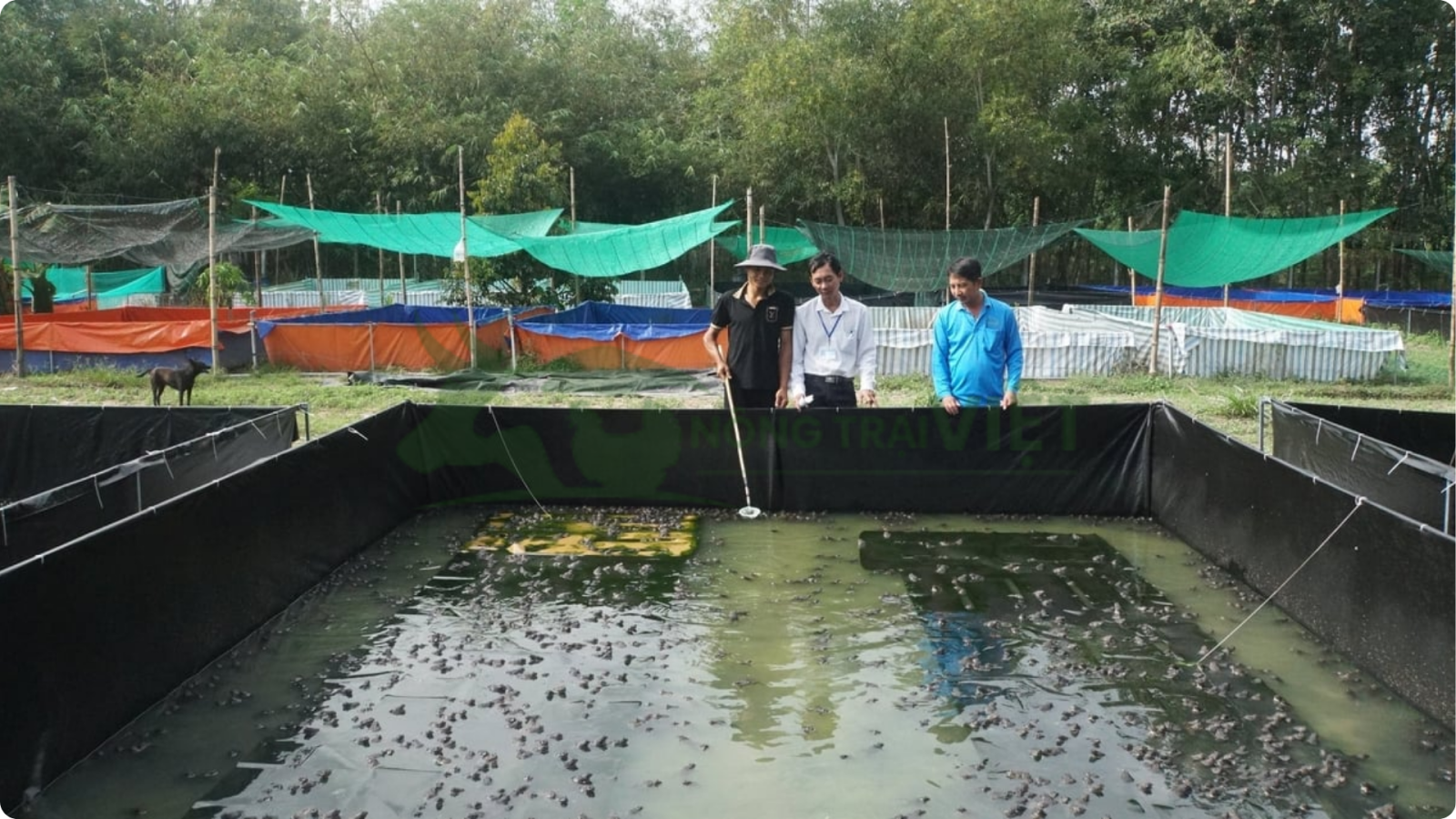 Kỹ thuật cho ếch ăn đúng cách và kiểm tra lượng thức ăn thừa trên vó