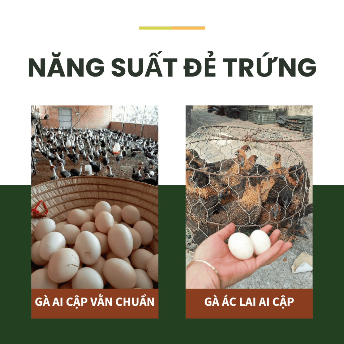 So sánh năng suất trứng gà Ai Cập vằn chuẩn giống và gà vằn lai