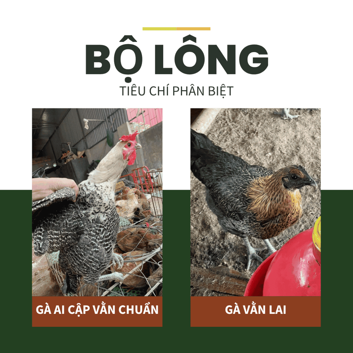 So sánh bộ lông gà Ai Cập vằn chuẩn giống và gà vằn lai