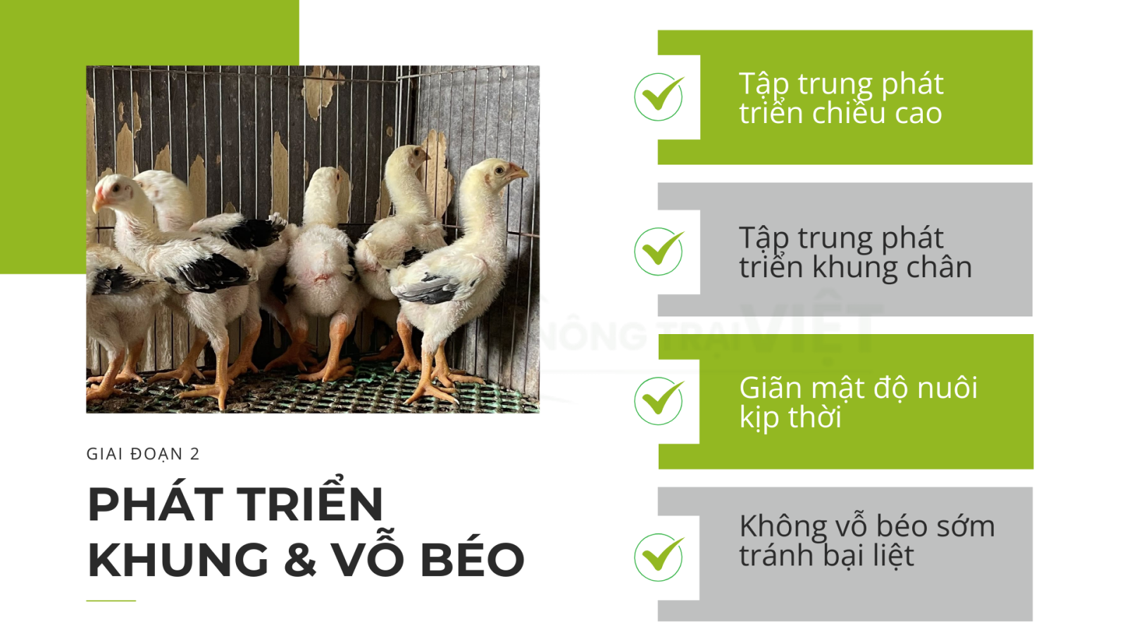 Chiến lược chăn nuôi gia cầm 2025 - Nông Trại Việt