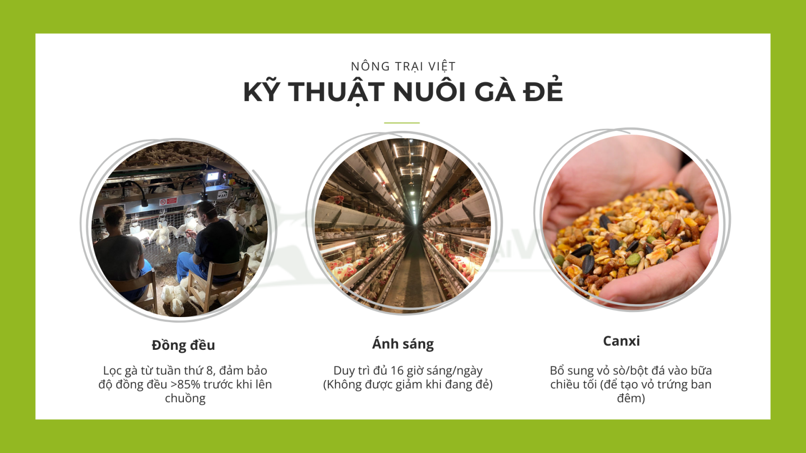 Chiến lược chăn nuôi gia cầm 2025 - Nông Trại Việt