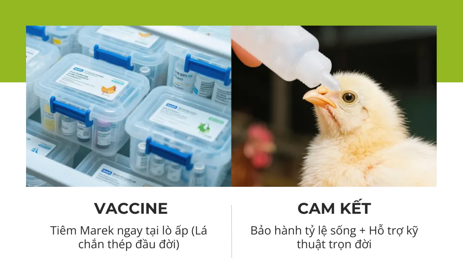 Chiến lược chăn nuôi gia cầm 2025 - Nông Trại Việt