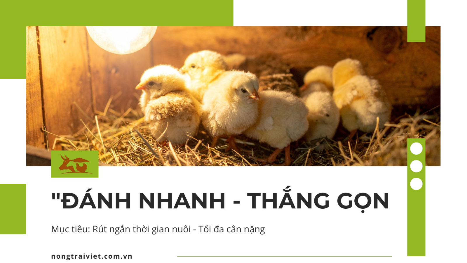 Chiến lược chăn nuôi gia cầm 2025 - Nông Trại Việt