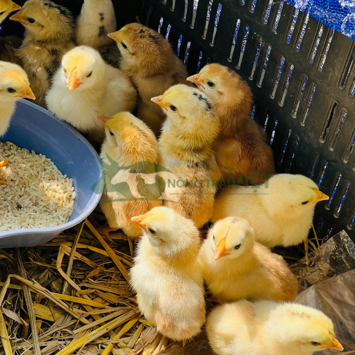 Đàn gà mía giống khỏe mạnh đã tiêm vắc xin tại Nông Trại Việt