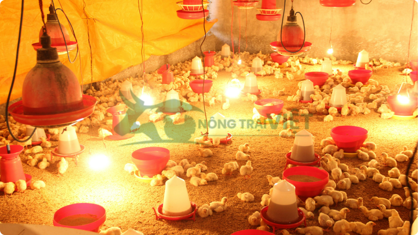 Kỹ thuật làm quây úm gà con dùng đèn hồng ngoại để giữ ấm