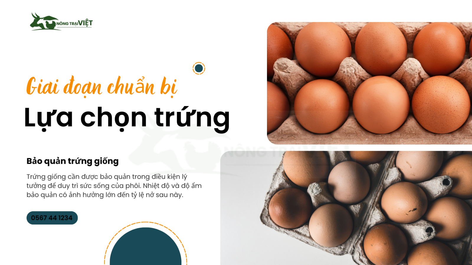 Giai đoạn chọn trứng giống