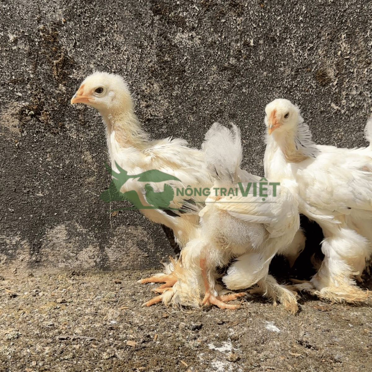 Gà Kỳ Lân Brahma con giống lông chân xù khỏe mạnh