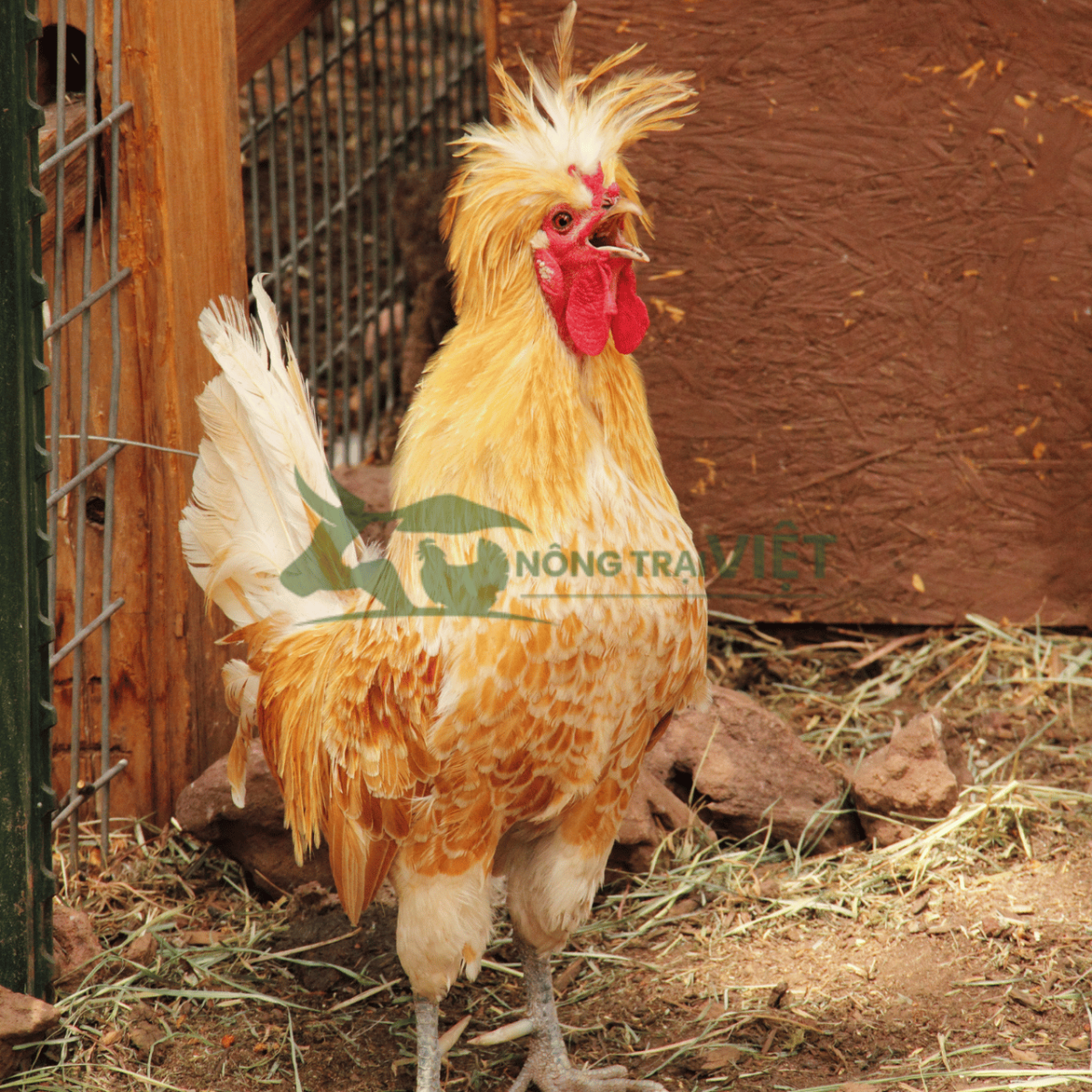 Đặc điểm ngoại hình gà Quý Phi với mào vương miện kiêu sa