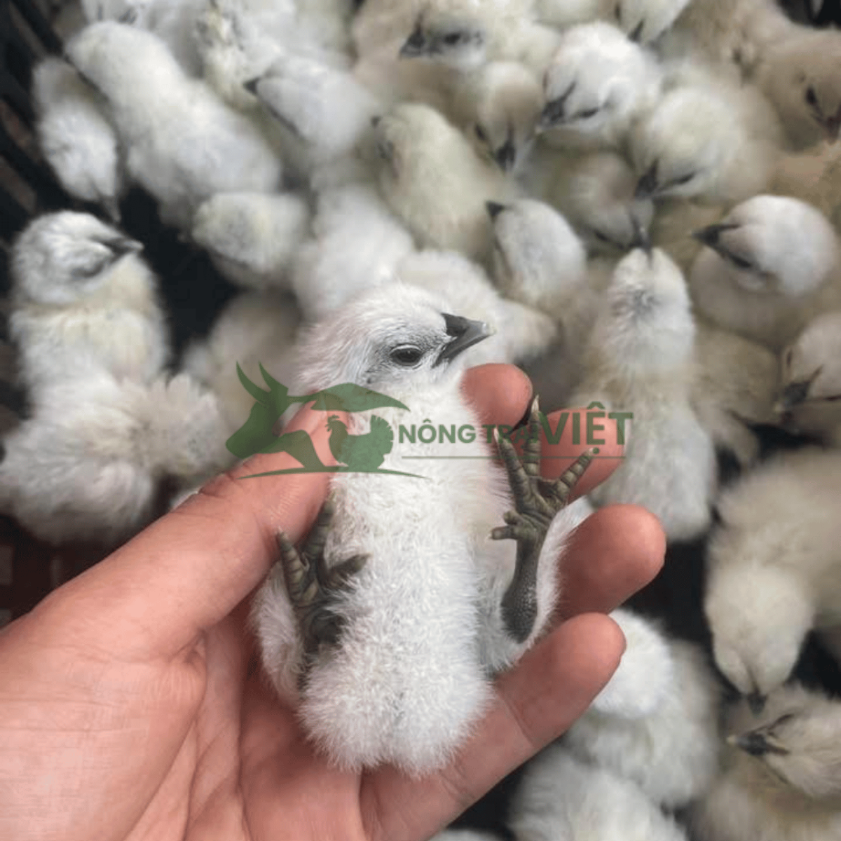 Chi tiết chân đen ngũ trảo và thịt đen của gà Ác giống thuần chủng