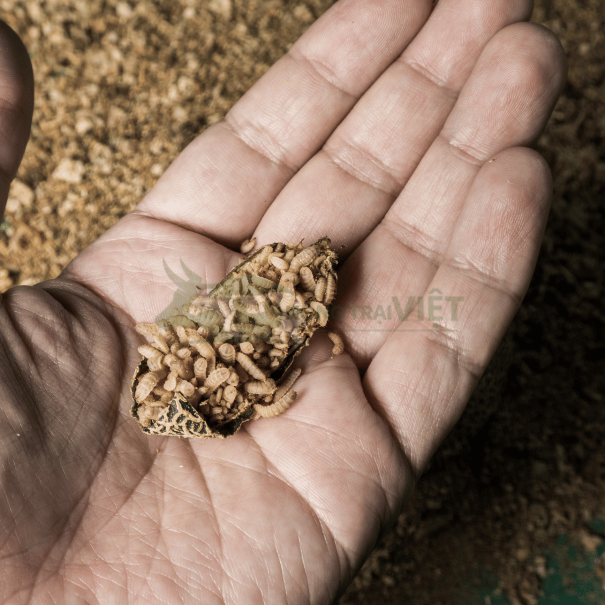 Ấu trùng sâu canxi tươi - Giải pháp đạm tự nhiên cho gà giống Nông Trại Việt