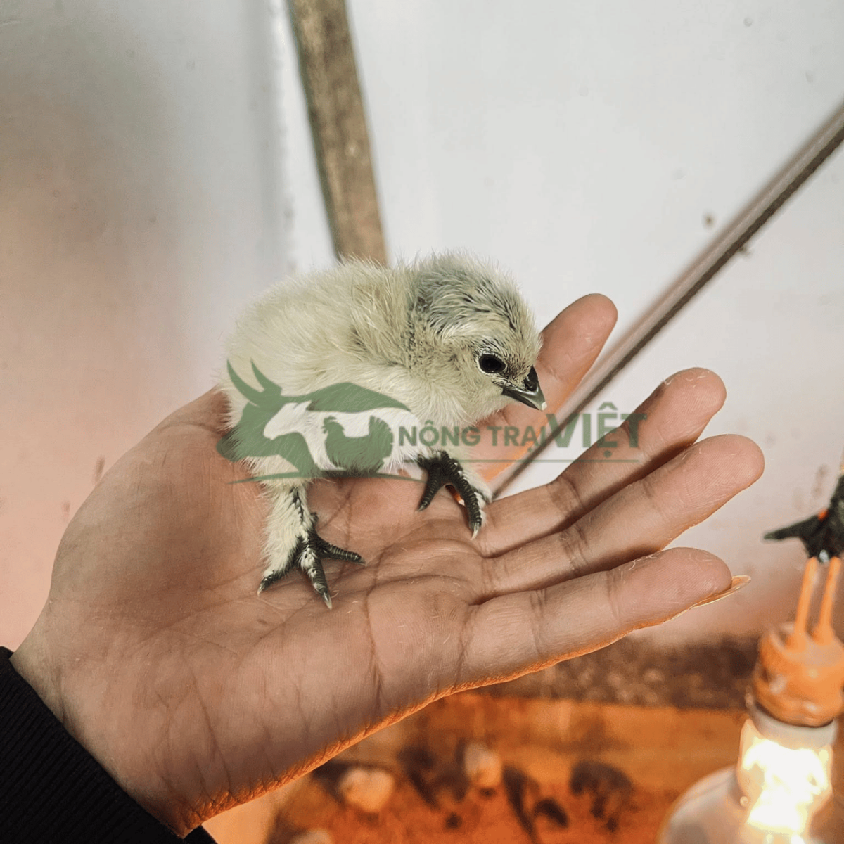 Bán gà ác giống chất lượng cao tại phường Sài Gòn thành phố Hồ Chí Minh