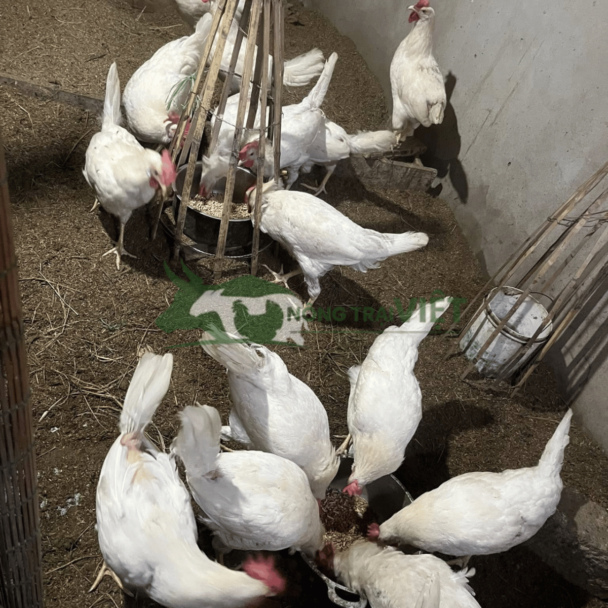 Tư vấn quy trình chăn nuôi gà Ai Cập trắng giống siêu trứng chuyên nghiệp tại Thành phố Hồ Chí Minh