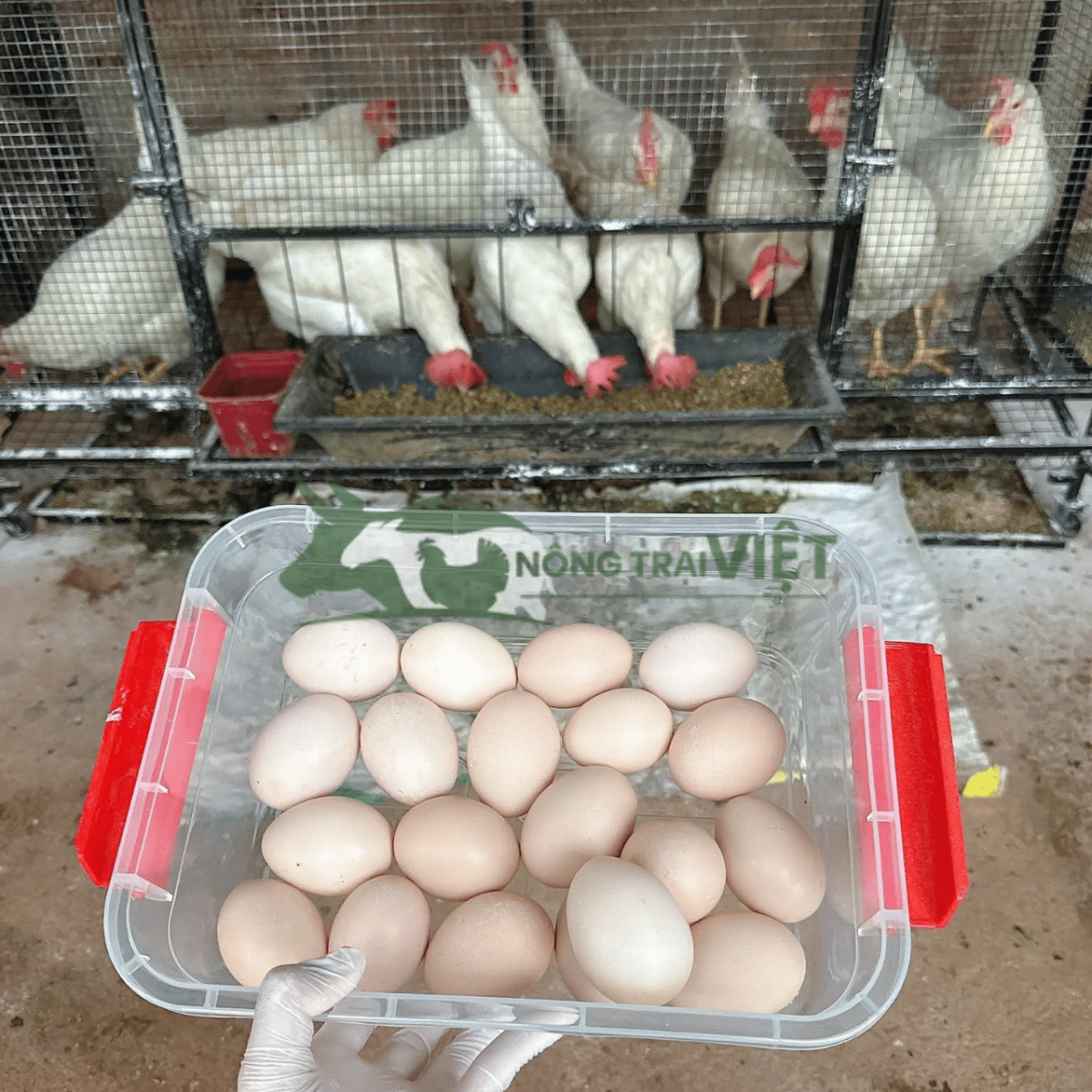 Đàn gà Ai Cập trắng siêu đẻ, bộ lông trắng muốt sạch sẽ