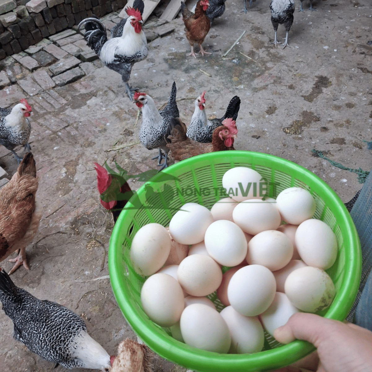 Gà Ai Cập vằn đẻ trứng nhiều, lông cú đen trắng đặc trưng