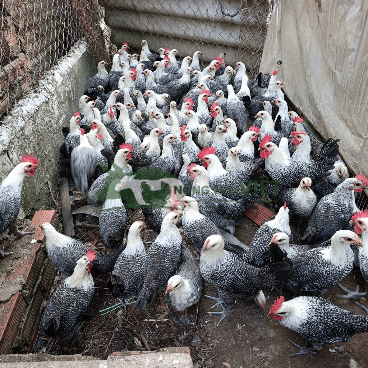 Bán gà Ai Cập vằn giống chất lượng cao tại phường Sài Gòn thành phố Hồ Chí Minh