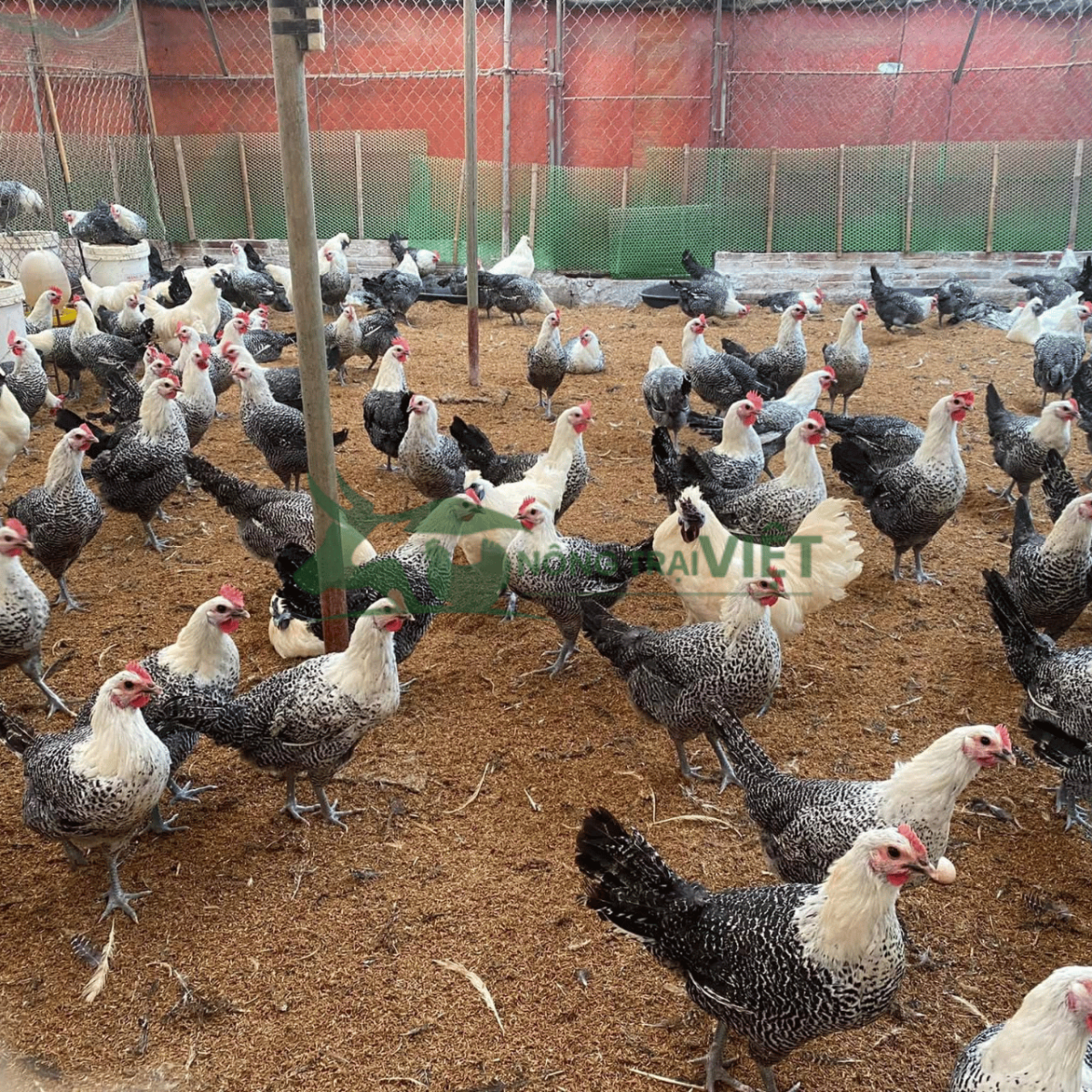 Trại cung cấp gà Ai Cập vằn giống tại Phường Xuân Hòa TPHCM