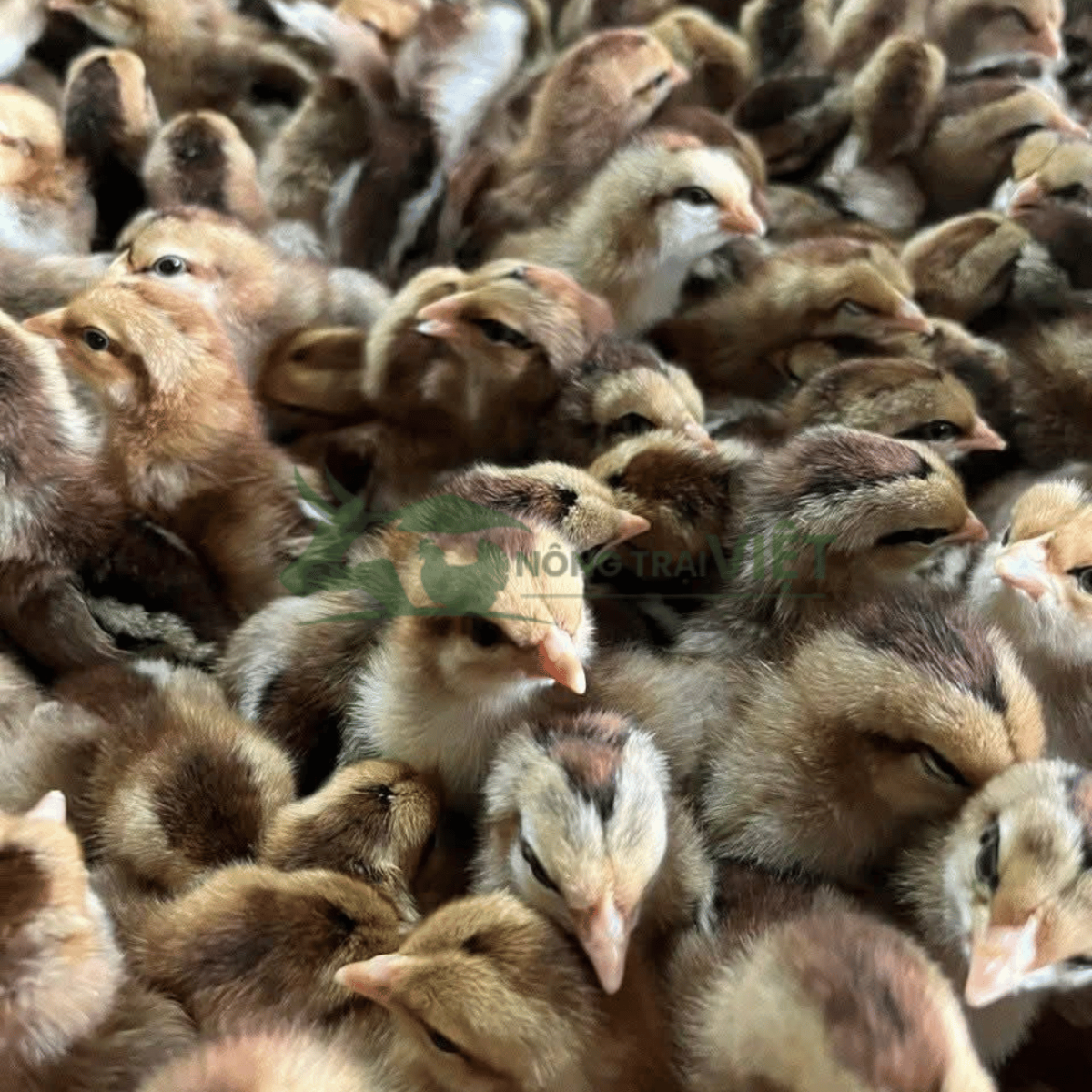 Bán gà chíp giống chất lượng cao tại phường Sài Gòn thành phố Hồ Chí Minh